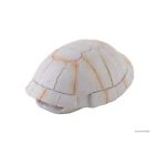 Pt-2927 Exo Terra Tortoise Skeleton 015561229272
