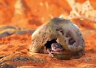 Pt2865a1 Exo Terra Gecko Cave For Reptiles 744110065633