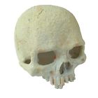 Pt2899 Exo Terra Glow In 015561228992