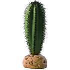 Pt2981a1 Plants Saguaro Cactus Terrarium 015561229814