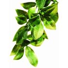 Pt3002 Exo Terra Plastic Terrarium 764999778042