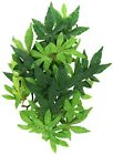 Pt3042 Exo Terra Silk Terrarium Plant Medium Abutilon Reptile 015561230421 Pt3042 Exo Terra Silk Terrarium Plant Medium Abutilon Reptile 015561230421