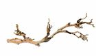 15561230773 Pt3077 Exo Terra Forest Branch