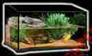 Pt3750 Terra Turtle Terrarium Glass Medium Hagen Exo 24 X 18 14 Local Pickup