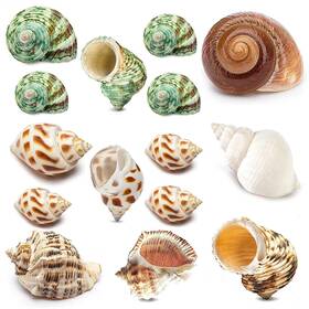Qeqekaka 744306850289 15pcs Hermit Crab Shells Medium And Large 6 Types Natural Sea S