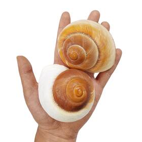 Qeqekaka 744306850326 2 Pcs Muffin Snail Large Hermit Crab Shells 2.7 3.5inch Natural Sea Conch Ope