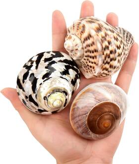 Fba-3pc Qicqdram Boutique Hermit Crab Shells Medium To Large 2.9-3.3 Natural