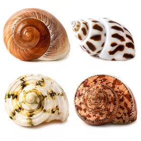 Fba-4p-a Qicqdram 4 Pcs Large Hermit Crab Shells 2 3.5inch Natural 1 1.5inch