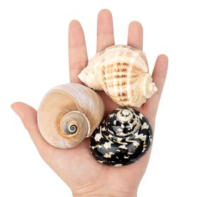 Fba-medium-3pc Qicqdram Boutique Hermit Crab Shells Medium To Large 2.3 Inch -3.1 Natural