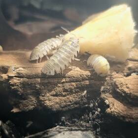 Redrayne Exotics 759159525000 50 Count Armadillidium Vulgare Japanese Magic Potion Isopods Bioactive Lag