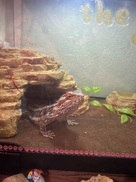 56829bdr062522 Reptile Basics Bearded Dragon Female With Tank About A Year Old. Blackish But Turns Orange