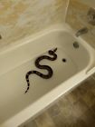 Reptile Guyana Red Tail Boa Constricter