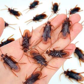 Zl-001 Riomeira Premium Fake Cockroaches Pretty Realistic Roaches Great Way To Play A
