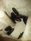 Roaching Around Black Madagascar Hissing Dubia Roaches Mealworms Crickets Alt