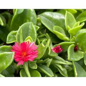 Runesay 702163219144 15 Inch To 20 Mature Width Atenia Cordifolia Live Aptenia Ftred Appleft Pet Safe