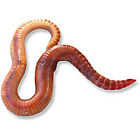 Ba000053198 Rw Timberline Live Reg Wigglers