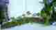 S2193 Green Thumb Air Plants Resurrection Fern Wood Log Organic Terrarium Dart Frog Toad Snake Vivarium