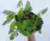 S3229 Green Thumb Air Plants Resurrection
