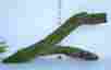 S3252 Green Thumb Air Plants 18 Moss Log Wood Tree Climb Organic Terrarium Gecko Dart Frog Vivarium