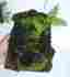 S3260 Green Thumb Air Plants Resurrection Fern On Heavy Bark Background Terrarium Dart Frog Vivarium