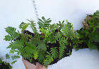 S3405 Green Thumb Air Plants Fern