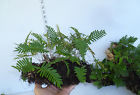 S3411 Green Thumb Air Plants Fern