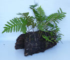 S3450 Green Thumb Air Plants Fern
