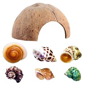 Seajiayi 639510840709 Hermit Crab Shells Large Xlarge Seashells Natural Coconut Hide Reptile Hideou