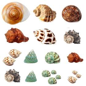 Seajiayi 711731393810 Hermit Crab Shells 21 Pcs Assorted Natural Sea Conch Size 1.6 Inch -3.2 Growth