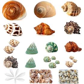 Seajiayi 711731393865 Hermit Crab Shells 30 Pcs Small To Medium And Large Crabs Assorted Natural Se