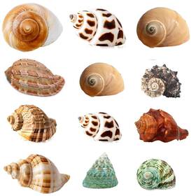 Seajiayi 711731393872 Hermit Crab Shells Turbo 12 Pcs Assorted Handpicked Hermi