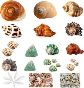 Jjx-30 Seajiayi Hermit Crab Shells 30 Pcs Small To Medium And Large Multiple