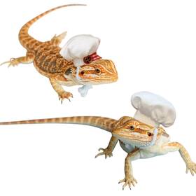 Bl8sch Sezdeki 2 Pack Bearded Dragon Chef Hats - Small Animal Cotton Cooking White