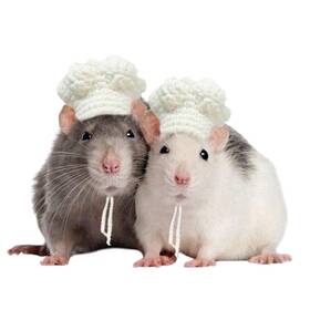 C02fh Sezdeki Guinea Pig Chef Hat - Hand Knitted Small Animal Cooking Cap White