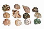 Sfm34331 Florida Marine Research 12-pack 044757343317 Sfm34331 Florida Marine Research 12-pack 044757343317