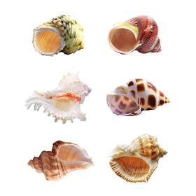 Sinkoo 639510841867 Hermit Crab Shells Medium To Large Growth Turbo Seashells 1 Inch -2 Openning Size