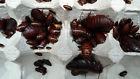 Medium-50 Small-100 Large Orangehead Feeder Insects Roaches 300 Size 450 Mixed