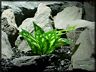 Srp339 Ron Beck Designs Artificial Chinese Evergreen Aglao Reptile Habitat Plant