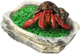11279061 Sungrow Small Hermit Crab Feeding Bowl For Turtle Leopard And Crested Black