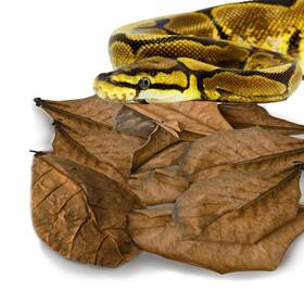 Sungrow 735899175811 Leaf Litter For Snakes 10 Pcs Medium Indian Almond Catappa Leaves Substrate