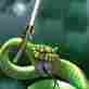Exhd-60 Super Www.snakecatcherstick.com Extra Heavy Duty Rattlesnake Catcher Stick Tong 60