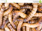 Superworms Plus To Frank Supers Superworms Plus To Frank Supers