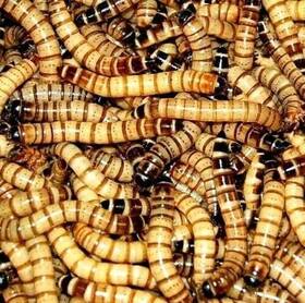 Surmen Legacy 804085758265 250ct Live Superworms Large 1.75 Inch -2 Arrival Guaranteed