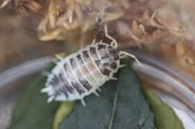 Surmen Legacy 804085758357 Live 10 Count Dairy Cow Isopods Porcellio Laevis Cleanup Crew And Reptile Food