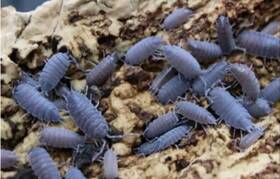 Surmen Legacy 804085758371 Live 25 Count Powder Blue Isopods Cleanup Crew And Reptile Food