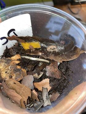 Surmen Legacy 804085758920 Live Springtails - Coco Temperate 36 Arrival Guaranteed