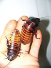 Theinvertshop Large Pair Madagascar Hissing Cockroaches Dubia Roach Alturnative Portentosa
