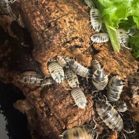 Dci-pl-ba-2025 Thorne Exotics 25 Dairy Cow Isopods Porcellio Laevis Bioactive Cleanup Crew
