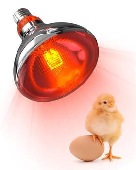 Tobebright 056776405308 Heat Lamp Bulbs For Chickens Coop Brooder 150 Watt Reptile Bulb Inf