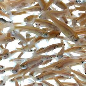 Toledo Goldfish 611191010527 Rosie Red Minnows - Versatile Live Fish Perfect For Aquariums